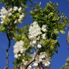 Twisted Baby Black Locust #5 - Image 2